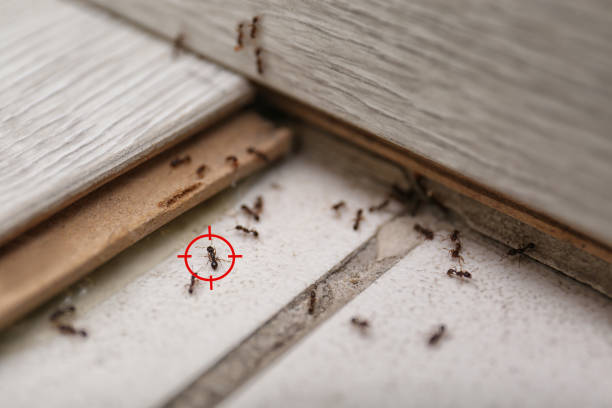 Pest Control for Restaurants in Gridley, CA