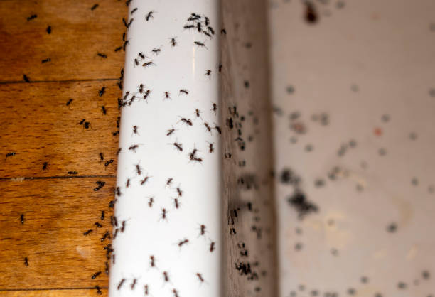 Best Pest Control for Homes  in Gridley, CA